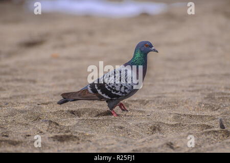 Piccione grigio di camminare sulla spiaggia vicino al mare. Foto Stock