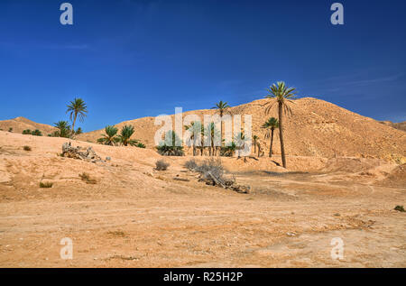 Le palme nel deserto del Sahara in Tunisia, Africa, HDR Foto Stock