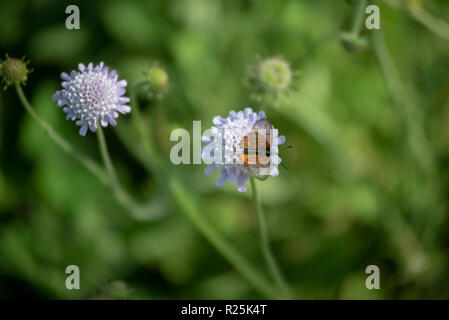 Johannesburg, Sud Africa. Farfalla arancione sul pulsante lilla fiore, in Walter Sisulu Giardini Botanici. Foto: Eva-Lotta Jansson Foto Stock