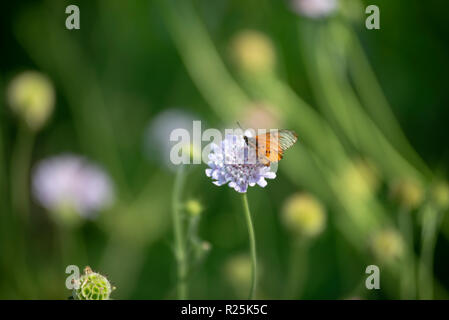 Johannesburg, Sud Africa. Farfalla arancione sul pulsante lilla fiore, in Walter Sisulu Giardini Botanici. Foto: Eva-Lotta Jansson Foto Stock