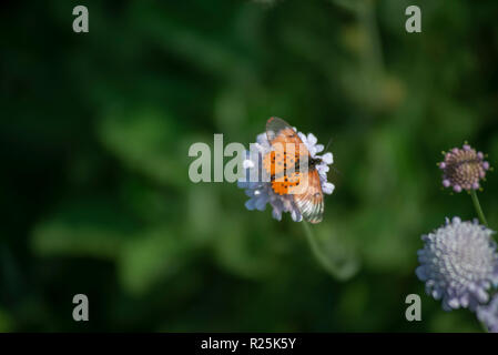 Johannesburg, Sud Africa. Farfalla arancione sul pulsante lilla fiore, in Walter Sisulu Giardini Botanici. Foto: Eva-Lotta Jansson Foto Stock