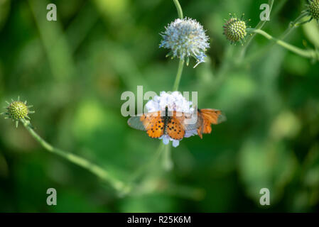 Johannesburg, Sud Africa. Farfalle arancione sul pulsante lilla fiore, in Walter Sisulu Giardini Botanici. Foto: Eva-Lotta Jansson Foto Stock