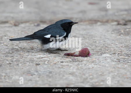 Nero-throated trillo blu che si siede su un percorso nella foresta vicino le bacche che lei mangia Foto Stock