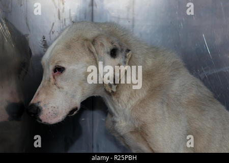 Cane debole presso la clinica veterinaria Foto Stock