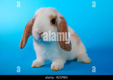 Grazioso mini lop coniglio su blackground blu Foto Stock