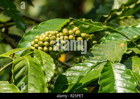 La Coffea arabica, immaturi Arabica Coffee Beans in corrispondenza del Periyar, Kerala, India Foto Stock