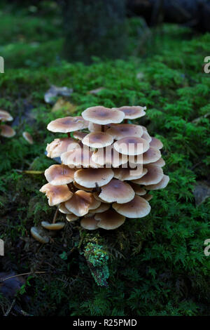 Un piccolo gruppo di funghi Armillaria, miele fungo su un moncone ricoperta da muschio verde nella foresta di autunno. Foto Stock
