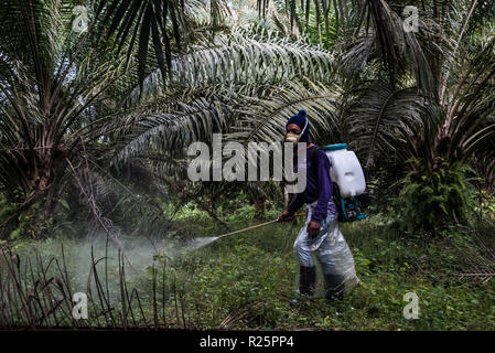 Un lavoratore spray erbicidi chimici, su un non certificato RSPO plantation gestito da un olio di palma concessionaria, Perak, Malaysia, Luglio 2018 Foto Stock