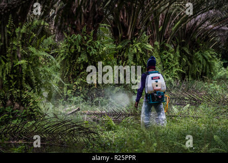 Un lavoratore spray erbicidi chimici, su un non certificato RSPO plantation gestito da un olio di palma concessionaria, Perak, Malaysia, Luglio 2018 Foto Stock