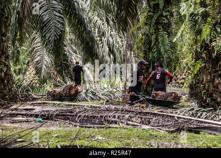 Orang Asli palme da olio lavoratori, su un certificato RSPO plantation, carico recentemente raccolti freschi frutti in carriole per il loro trasporto alla fine di ogni riga di palme in modo che possano essere più facilmente caricato in camion. Il Perak, Malaysia, Luglio 2018 Foto Stock