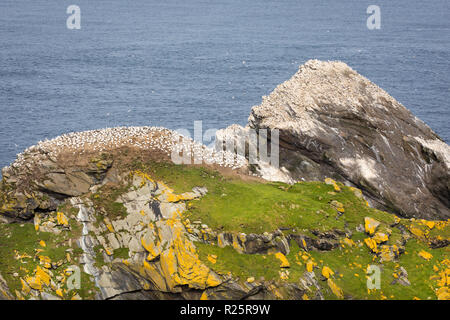 Northern sule nidificazione sugli Hermaness, Unst Foto Stock