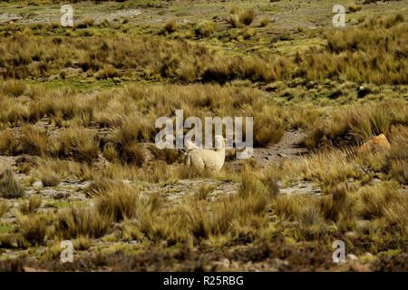 Alpaca pascolare nel campo della Reserva Nacional (nazionale) riserva Salinas y Aguada Blanca, regione di Arequipa, Perù Foto Stock