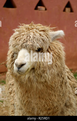 L'immagine verticale di un marrone chiaro Alpaca presso il villaggio di Chinchero, Urubamba, regione di Cusco, Perù Foto Stock