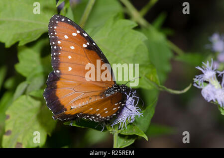 Regina, Danaus gilippus, femmina su mist fiore, Conoclinium sp. Foto Stock