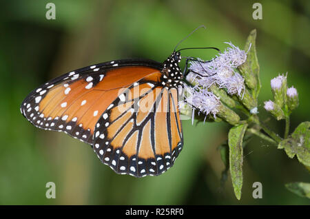 Regina, Danaus gilippus, femmina su mist fiore, Conoclinium sp. Foto Stock