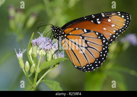 Regina, Danaus gilippus, femmina su mist fiore, Conoclinium sp. Foto Stock