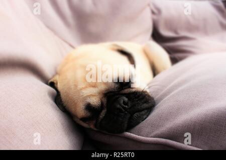 Foto concettuale raffigurante "alesatura',con un anno vecchio, dormendo, maschio Pug cane usato. Foto Stock