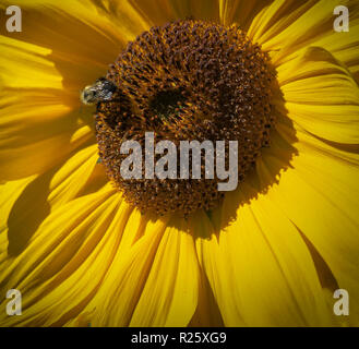 Ape con Girasole di Kelowna BC Canada Foto Stock