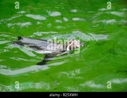 Pinguini Humboldt (Spheniscus Humboldti) nuotare in acqua, captive, Germania Foto Stock