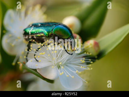 Rose (chafer Cetonia aurata), sul fiore di mirto (Myrtus communis) Montenegro Foto Stock