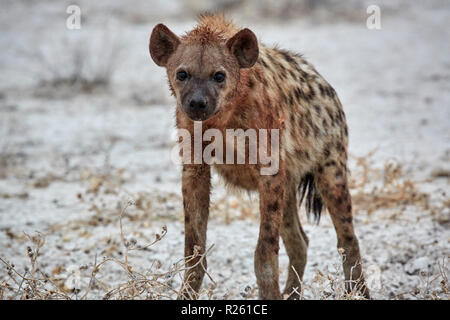Crocuta Crocuta, Spotted Hyena nel Parco Nazionale di Etosha, Namibia, Africa Foto Stock