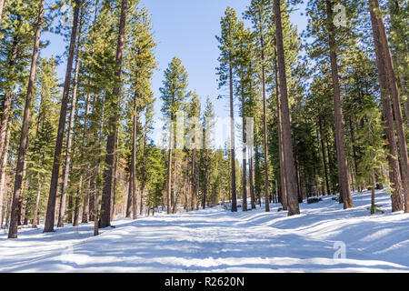 A piedi attraverso una foresta sempreverde su una soleggiata giornata invernale, con la neve che copre il percorso, Van falcetto Bi-State Park; South Lake Tahoe, California Foto Stock