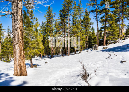 Paesaggio invernale in Van falcetto Bi-State Park; South Lake Tahoe, California Foto Stock