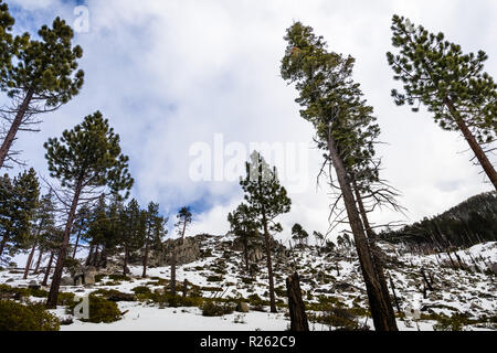 Paesaggio in Van falcetto Bi-State parco su una giornata invernale con i cambiamenti del clima; South Lake Tahoe, California Foto Stock