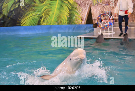 LOrenburg, Russia - 15 Ottobre 2017 anno: balene Beluga (Delphinapterus leucas LAT.) in delfinario partecipa alla mostra di acqua Foto Stock