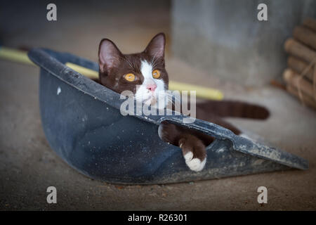 gatto in pattumiera Foto Stock