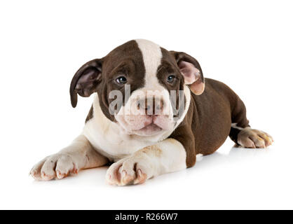 Cucciolo di american bully davanti a uno sfondo bianco Foto Stock