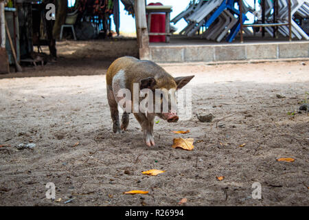 Maialino camminando nella sabbia Foto Stock