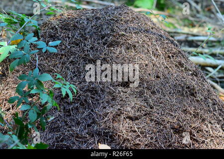 Formicaio lungo la strada forestale, Formicaio all'interno del perno albero foresta, Foto Stock