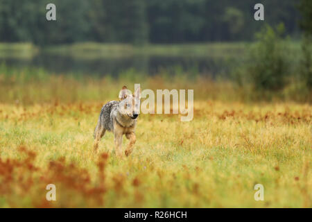 Esecuzione di cucciolo di lupo eurasiatico in colorate prato - Canis lupus Foto Stock