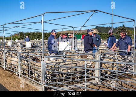 Coalgate, Canterbury, Nuova Zelanda - 27 Settembre 2018: gli agenti e gli agricoltori si muovono lungo le penne di ovini che vengono venduti all'asta su una mattina di primavera Foto Stock