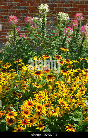 In prossimità di un confine di fiori con Helenium e Cleome hassleriana in un giardino murato Foto Stock