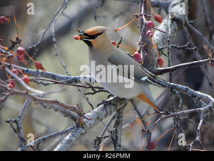 Waxwings Foto Stock