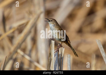 Poco Rush-Warbler Bradypterus baboecala Strandfontein zone umide, Cape Town, Sud Africa 4 settembre 2018 adulto a cantare. Foto Stock