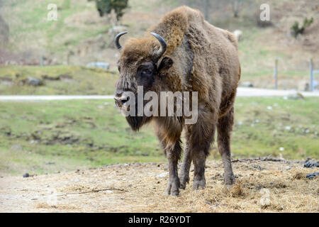 Il bisonte europeo, Highland Wildlife Park, Kincraig, Kingussie, Scotland, Regno Unito Foto Stock