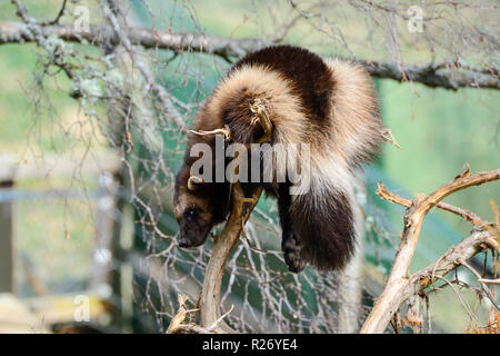 Wolverine, Highland Wildlife Park, Kincraig, Kingussie, Scotland, Regno Unito Foto Stock