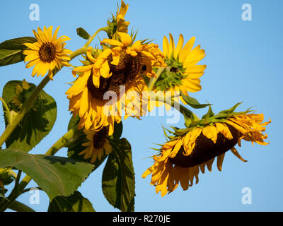 Girasoli con api contro un cielo blu, messa a fuoco selezionata Foto Stock