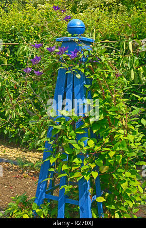 Piante ornamentali e di piante ornamentali telaio arrampicata in blu con la clematide Foto Stock