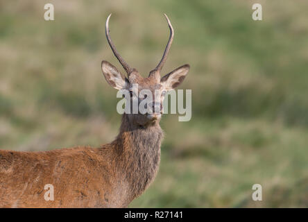 Giovane Cervo maschio, Richmond Park, Londra Foto Stock