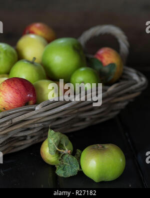 Mele fresche dall'albero in un cestello Foto Stock