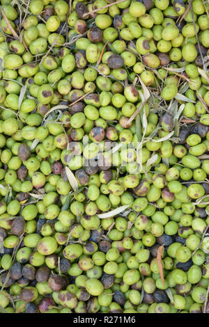 Verde oliva con alcune foglie. Cesto pieno di olive in diverse dimensioni Foto Stock