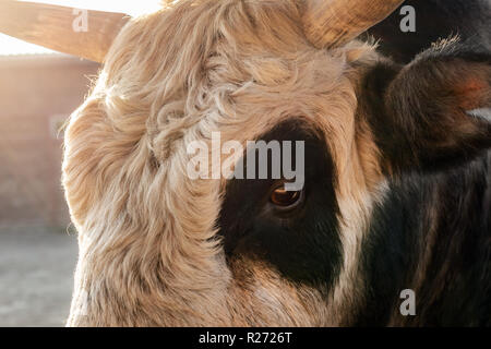 Close-up parentesi in bianco e nero bull o testa di vacca in allevamento cantiere al tramonto. Foto Stock