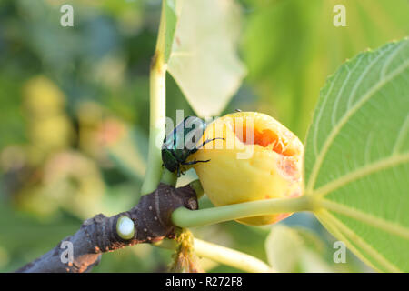 Figeater verde scarabeo scarabeo alimentazione su marcio fig frutta. Foto Stock