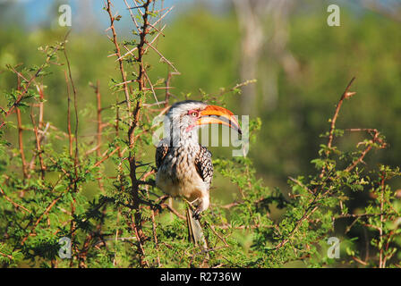 Una bella matura, giallo selvatico fatturati Hornbill nel deserto del nord del Sud Africa. Foto Stock