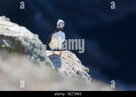Atlantic i puffini sul Fair Isle, Shetland, Regno Unito Foto Stock