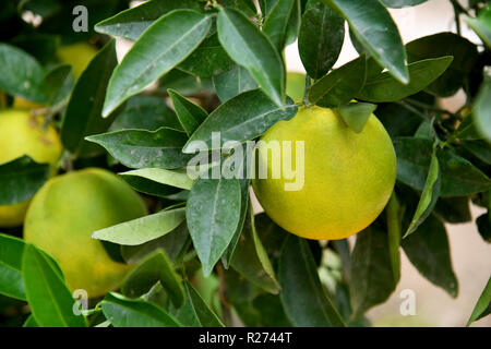 Piccolo fiume ricoperta con canne e lenticchie d'acqua Foto Stock